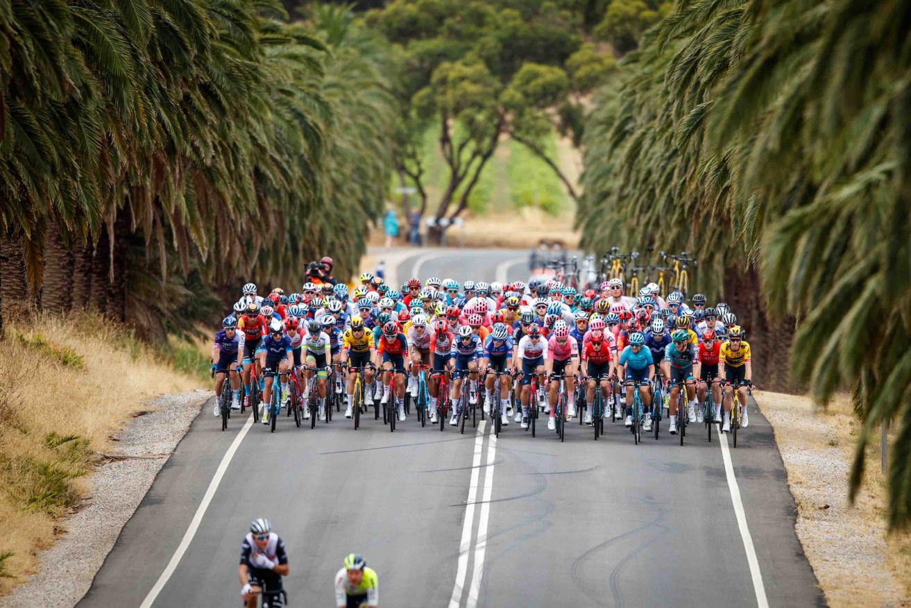 The Peloton during the first stage of the 2023 Santos Tour Down Under. Photo: AAP/Matt Turner