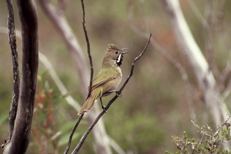 Endangered bird returns to SA’s Mallee