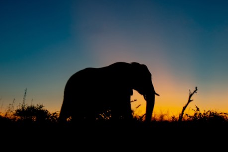 Poem: A few thoughts on an elephant