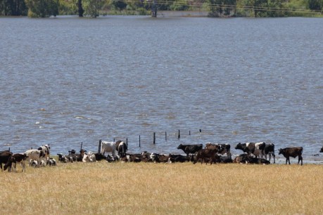 Sleepless nights as flooding threatens lower Murray farms