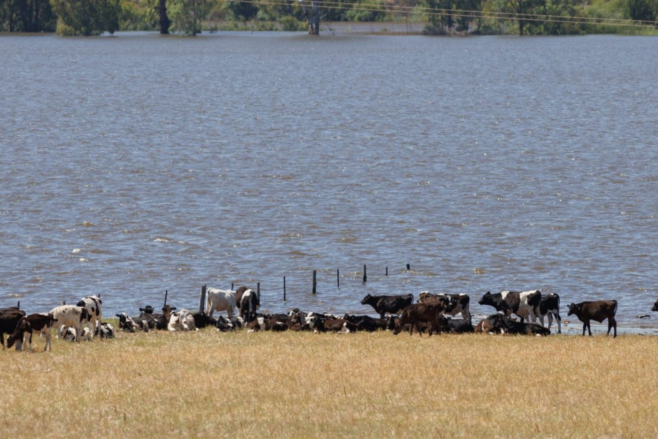 Dairy cows are losing their pasture to flooding at Mypolonga. Photo: Tony Lewis/InDaily
