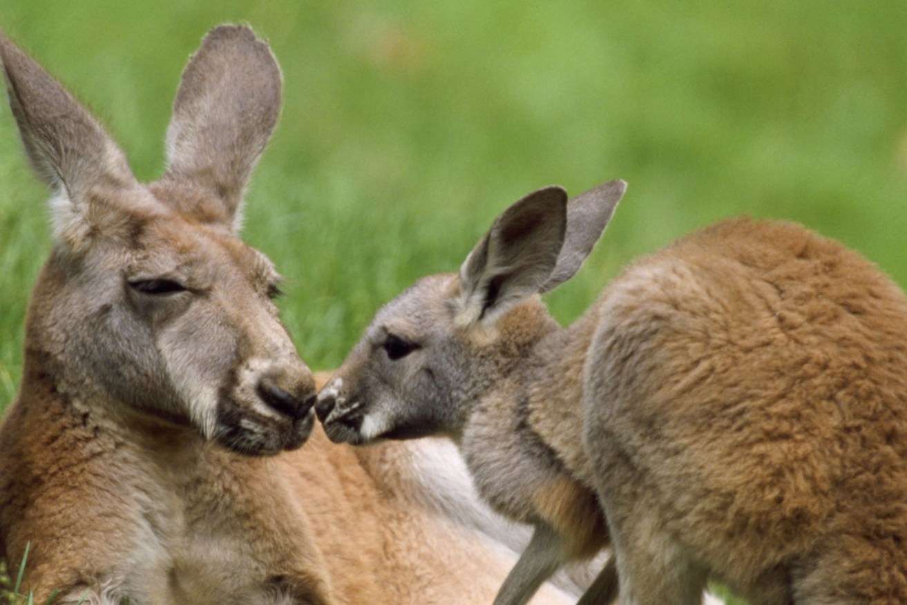 Red Kangaroo - female with offspring (Macropus rufus)     Date: