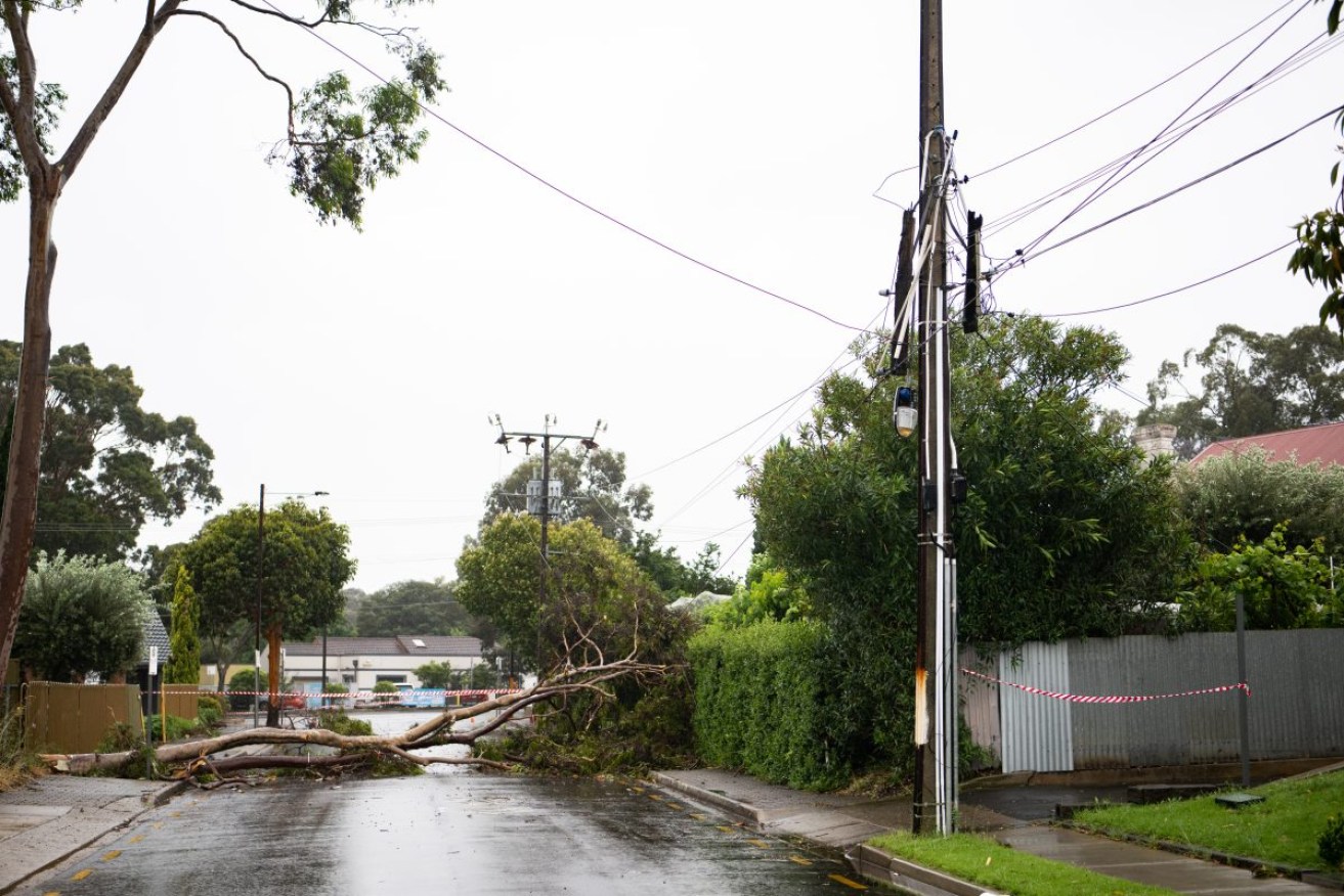 An Adelaide council believes undergrounding power lines will help protect trees and provide better security during wild weather events Photo: Morgan Sette/AAP 