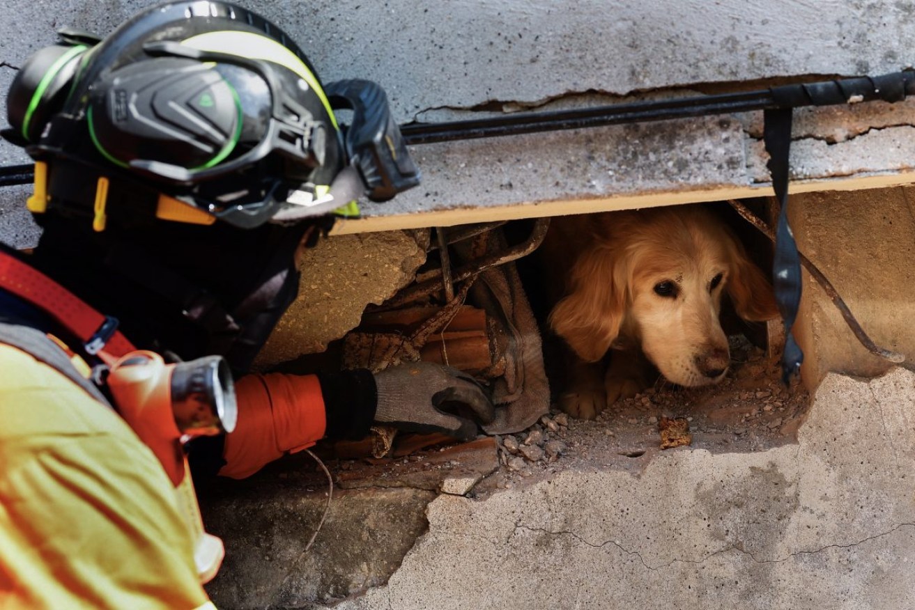 Rescuer try to free a dog called Cinnamon from a collapsed building in Antakya, Turkey. Photo: EPA/JOAO RELVAS