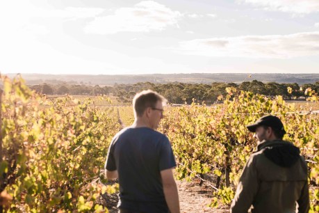 Wine reviews: Wandering with intent at Willunga