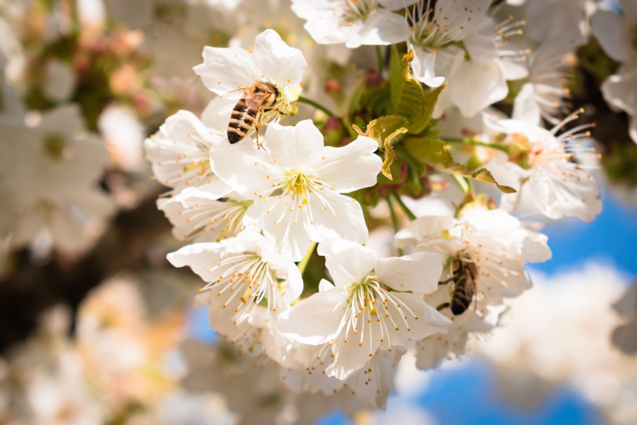 New technology could increase bee health and pollination rates in South Australian colonies. Photo: Nikolett Emmert/Pexels.