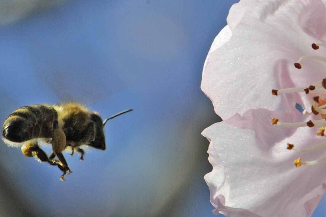 Almond growers are worried a bee shortage will impact orchards over harvest. Photo: APN Photo/ Winfried Rothermel)