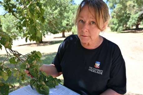 Pest beetle threatens to wipe out Adelaide’s Elm trees