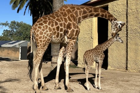Baby giraffe blooms in zoo debut