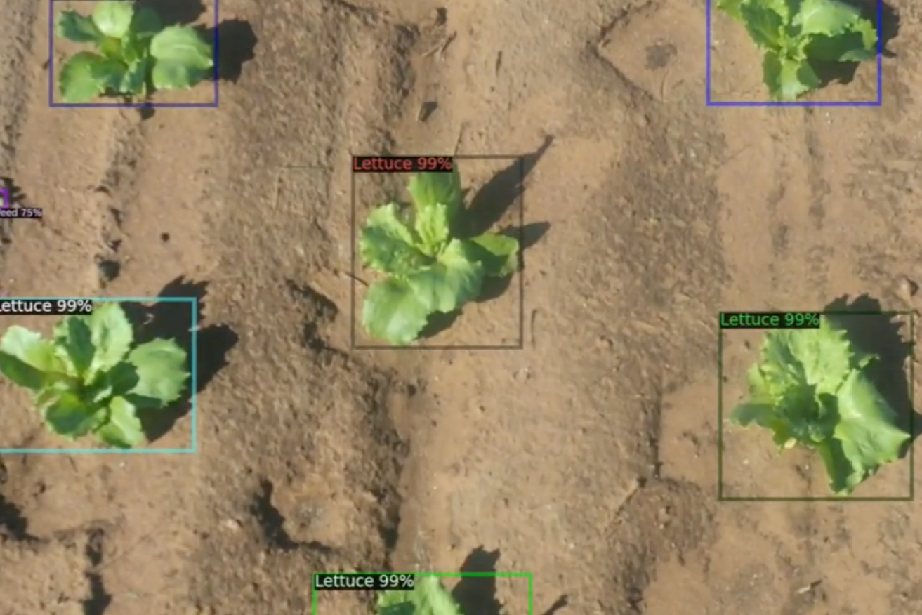 Flux Robotics uses AI to differentiate between weeds and crops. Image: Flux Robotics.