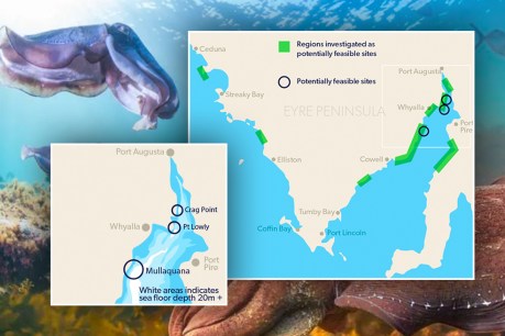 Fears Gulf desal plant will devastate giant cuttlefish breeding grounds