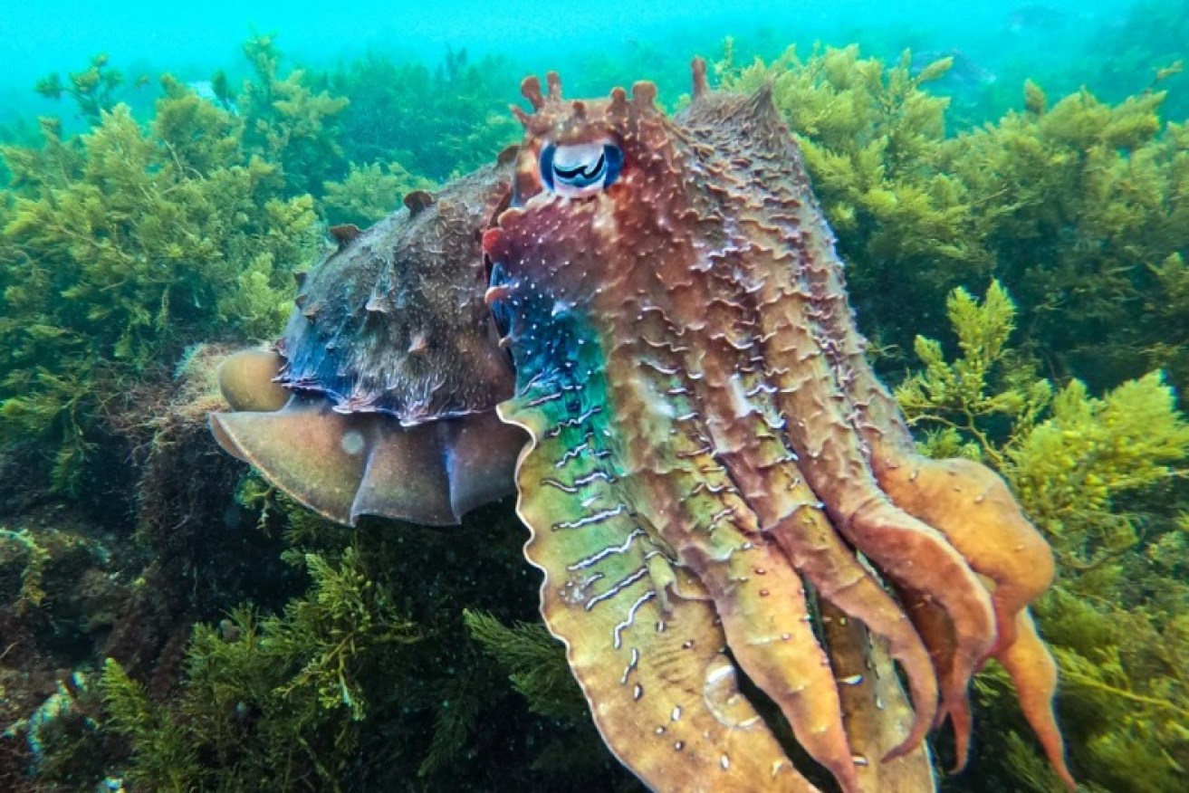 South Australia's Giant Australian Cuttlefish breeding ground wins National Heritage Listing. Photo: Maeve Plouffe