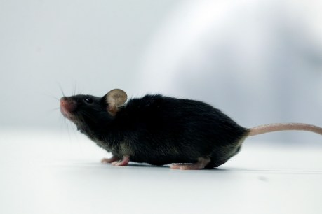 Scientists create mice with cells from two males