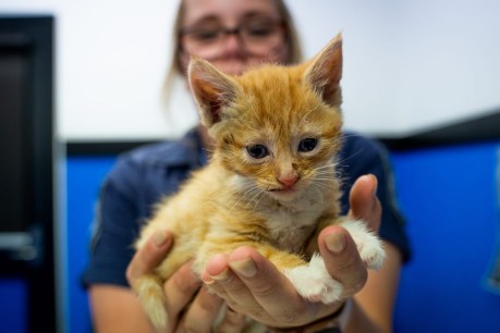 Capacity ‘crisis’ as’ RSPCA shelter turns away animals