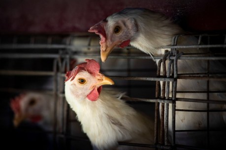 Chile finds first case of bird flu in a human