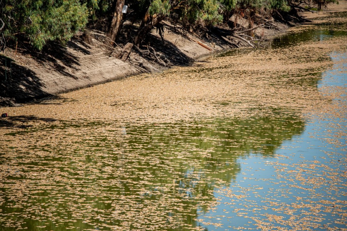 Masses of dead fish clog waterways around Menindee in New South Wales. Photo: AAP/Samara Anderson