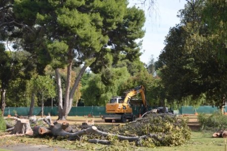 Tree protection tops list of SA planning system concerns