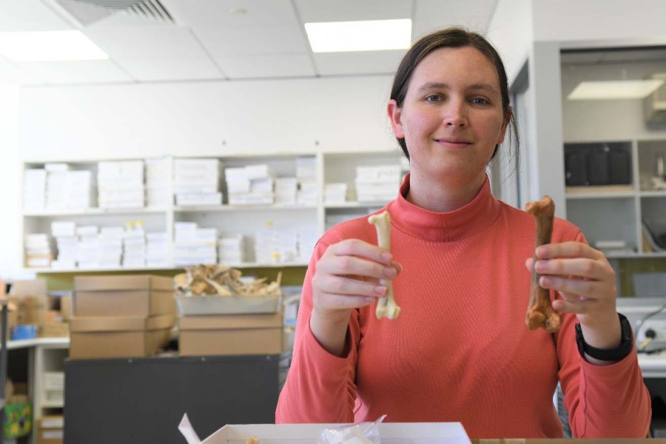 Lead author Dr Ellen Mather holding the femur of a wedge-tailed eagle (left) and Dynatoaetus gaffae (right) for comparison. Photo Tania Bawden.