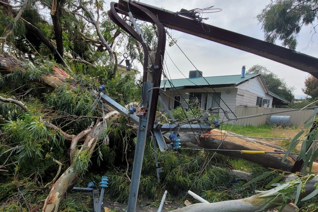 Strong winds felled trees and power lines. Photo: SES 