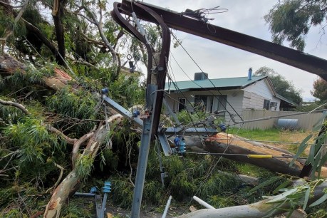 Adelaide homes still blacked out after wild winds