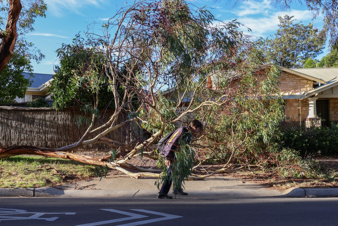 A student ducks under a fallen branch on her way to school in Glenunga this morning. Photo: Tony Lewis/InDaily