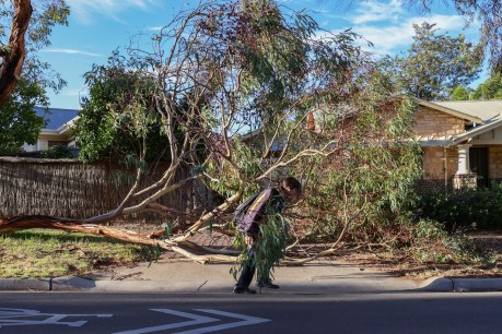 Thousands blacked out after wild winds hit Adelaide