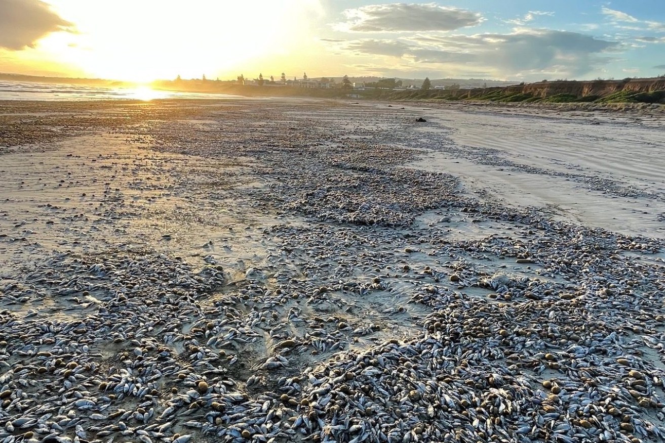 Thousands of dead fish washed onto Middleton Beach in February. Photo:  Sam Hosking