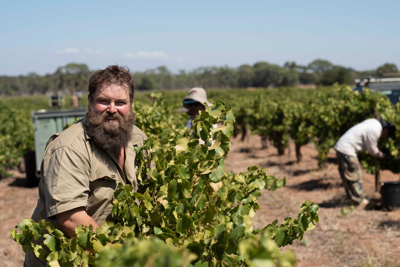 Winemaker and viticulturist Adrian Hoffman in one of his family's north Barossa vineyards. Supplied image 