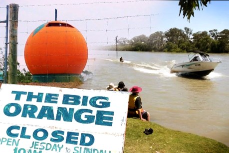 Big Orange revival and pop-ups lift River Murray flood towns