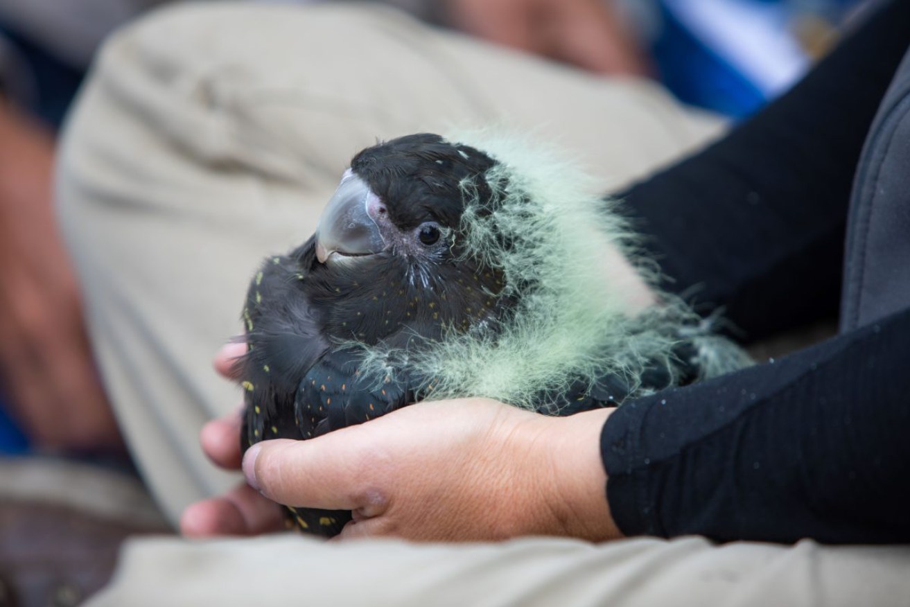 An endangered KI glossy black cockatoo nestling. Photo: Kangaroo Island Landscape Board.
