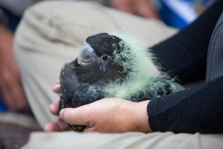 Breeding boost for endangered Kangaroo Island cockatoos