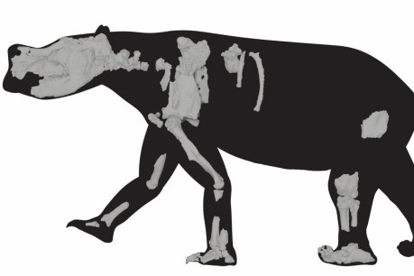 SA megafauna discovery walks into history