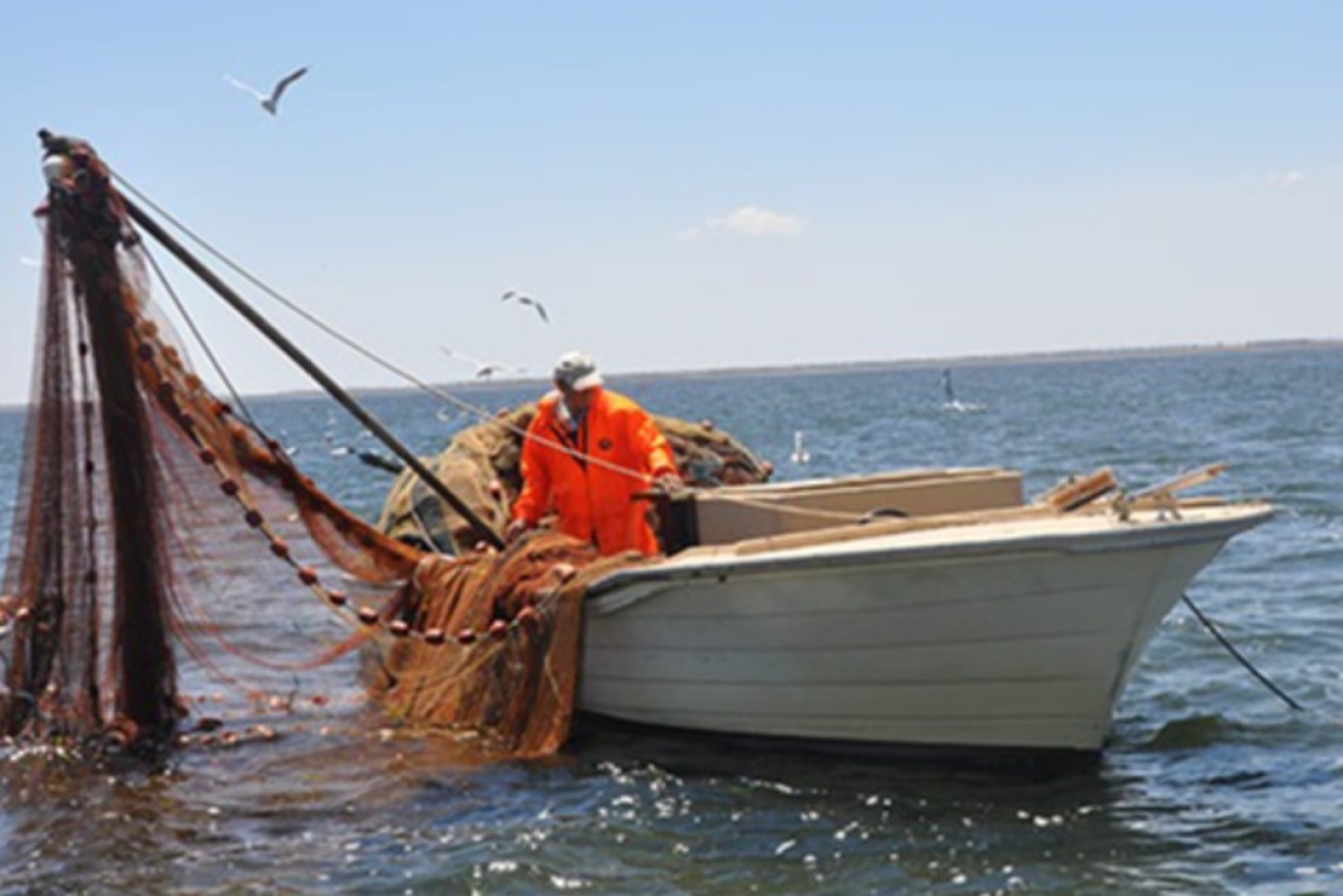 Fresh water has brought more fish to the Coorong. Photo: PIRSA