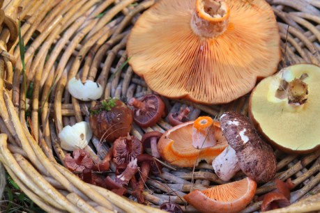 There is mushroom for all in Adelaide’s foraging community