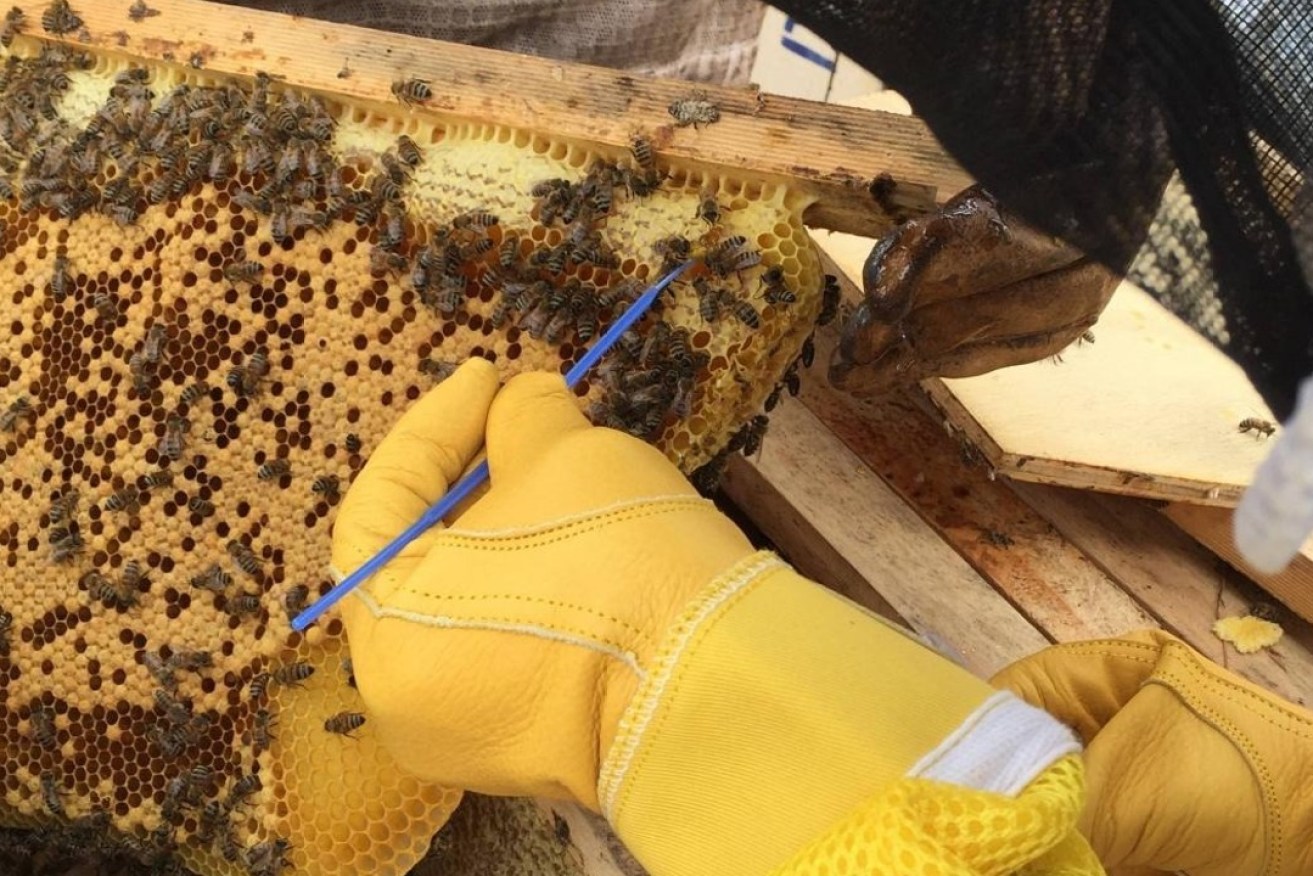 Samples taken from Kangaroo Island beehives in 2019 before the devastating bushfires have yielded new species of lactic acid bacteria that could be used in the fermentation.