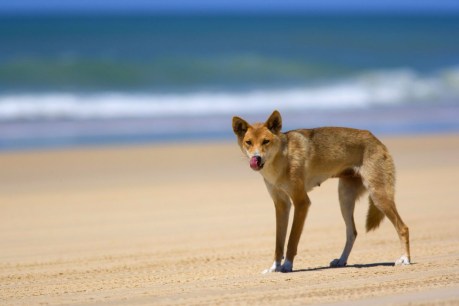 Four dingoes attack woman