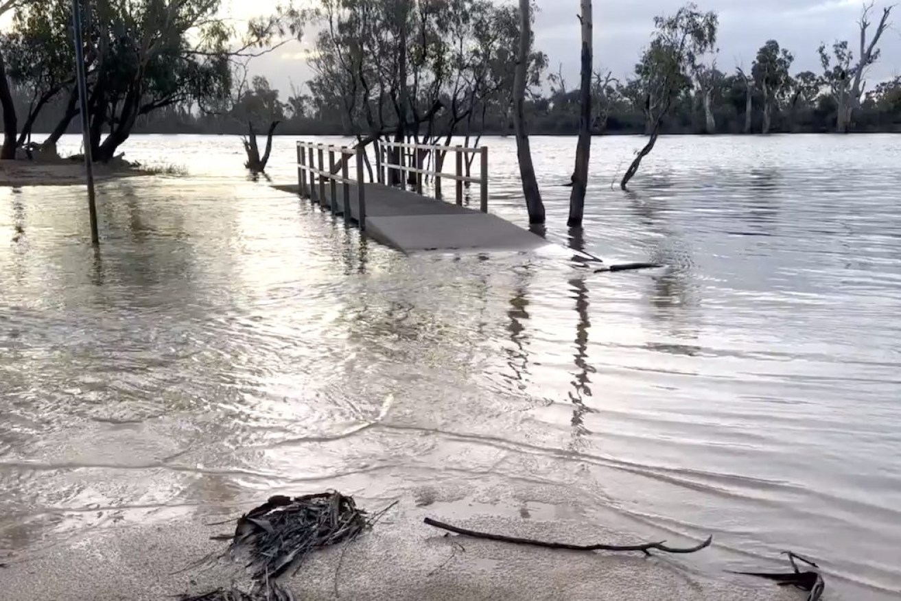 The River Murray rises at Snake Island in Loxton as water is released from upstream dams. Photo: River Murray Pix