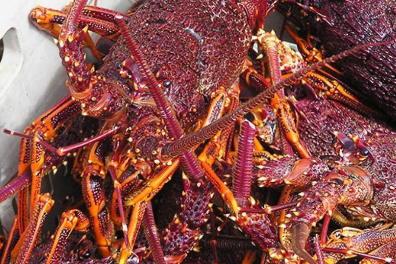 The Southern Rock Lobster Fishery is a major part of SA's seafood industry. Photo: supplied.
