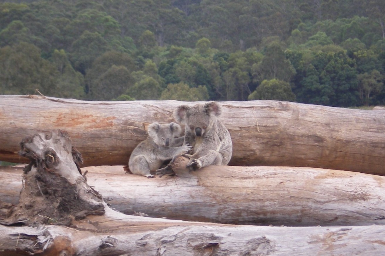 SA tops national trees scorecard. A koala mother and joey seeking refuge on a bulldozed log pile near Kin Kin in Queensland. Photo: WWF Australia.