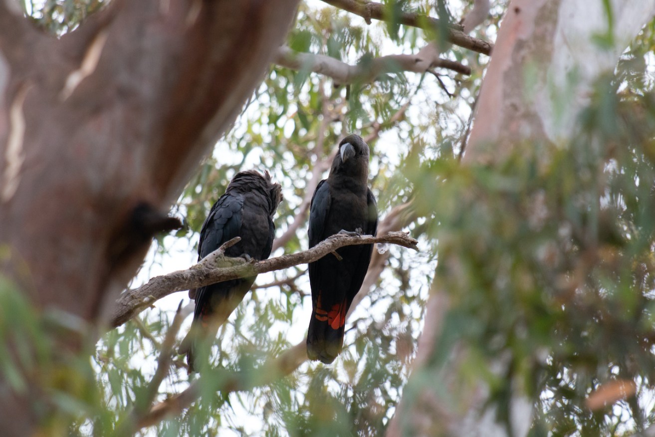 A subspecies of glossy black cockatoo found only on Kangaroo Island. Photo: AAP/ WWF Australia, Paul Fahy