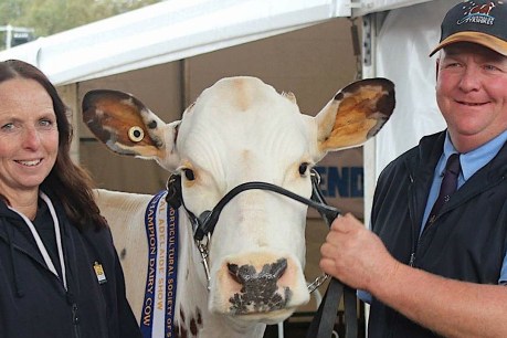 Showtime: A dairy cow breeder remembers Royal Shows past