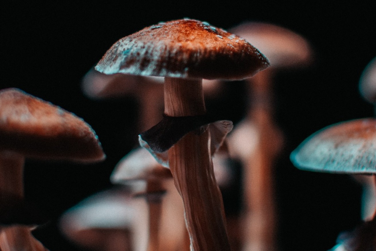 Closeup of some magical mushrooms grown indoors. Photo: Unsplash.