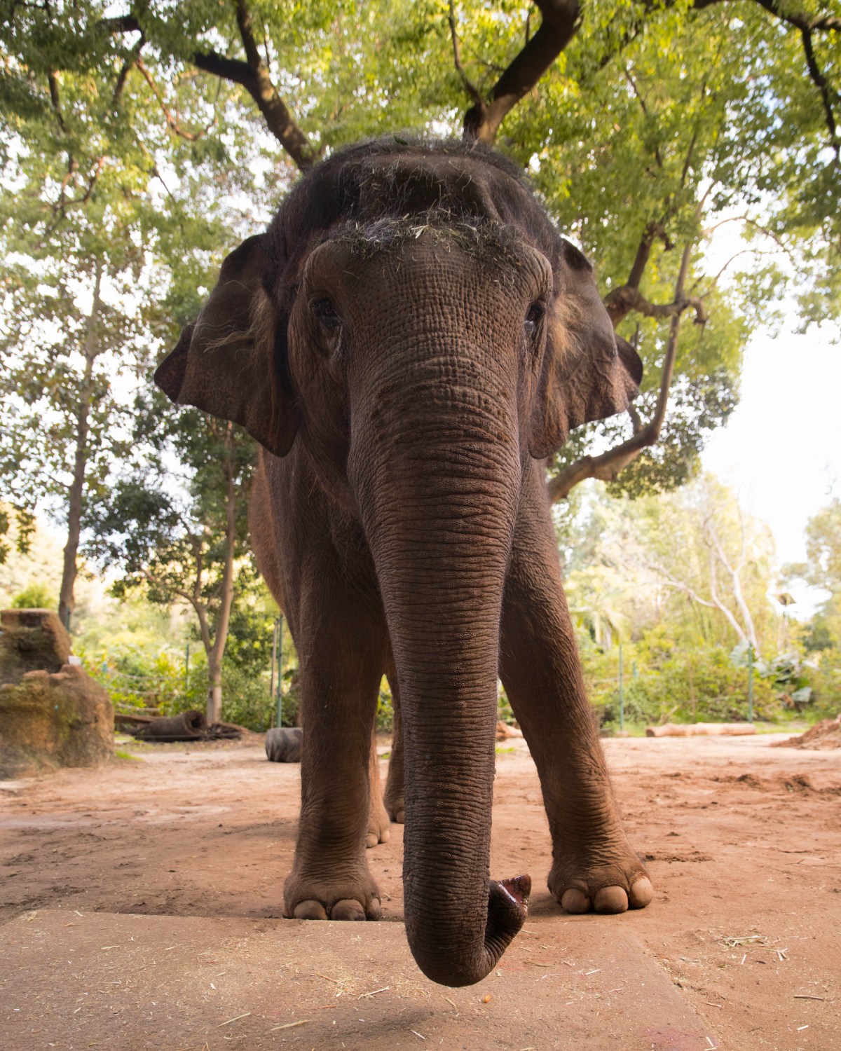 Zoos SA Permai Asian Elephant