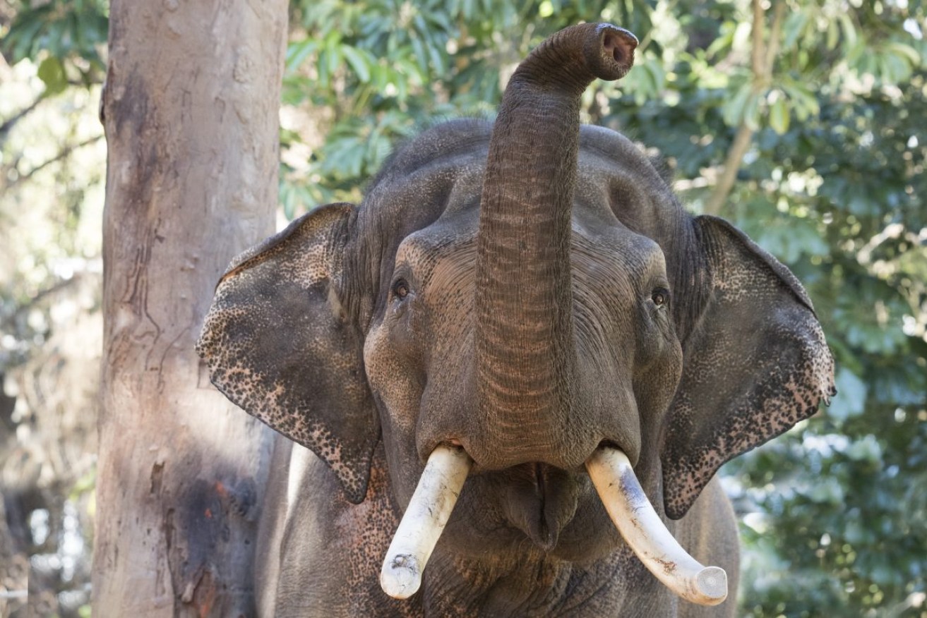 Putra Mas is one of three Asian Elephants that Zoos SA hopes to bring to Monarto Safari Park. Photo: Zoos SA.