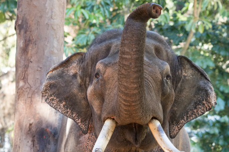 Donation stampede helps secure Monarto elephants