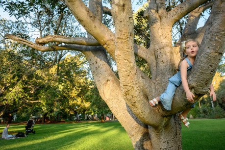 Unley tree canopy campaign branches out