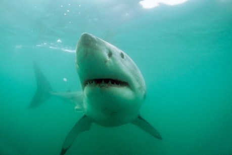 Shark tracking call after SA attacks