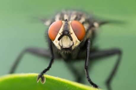 Fly season: what to know about Australia’s most common flies and how to keep them away