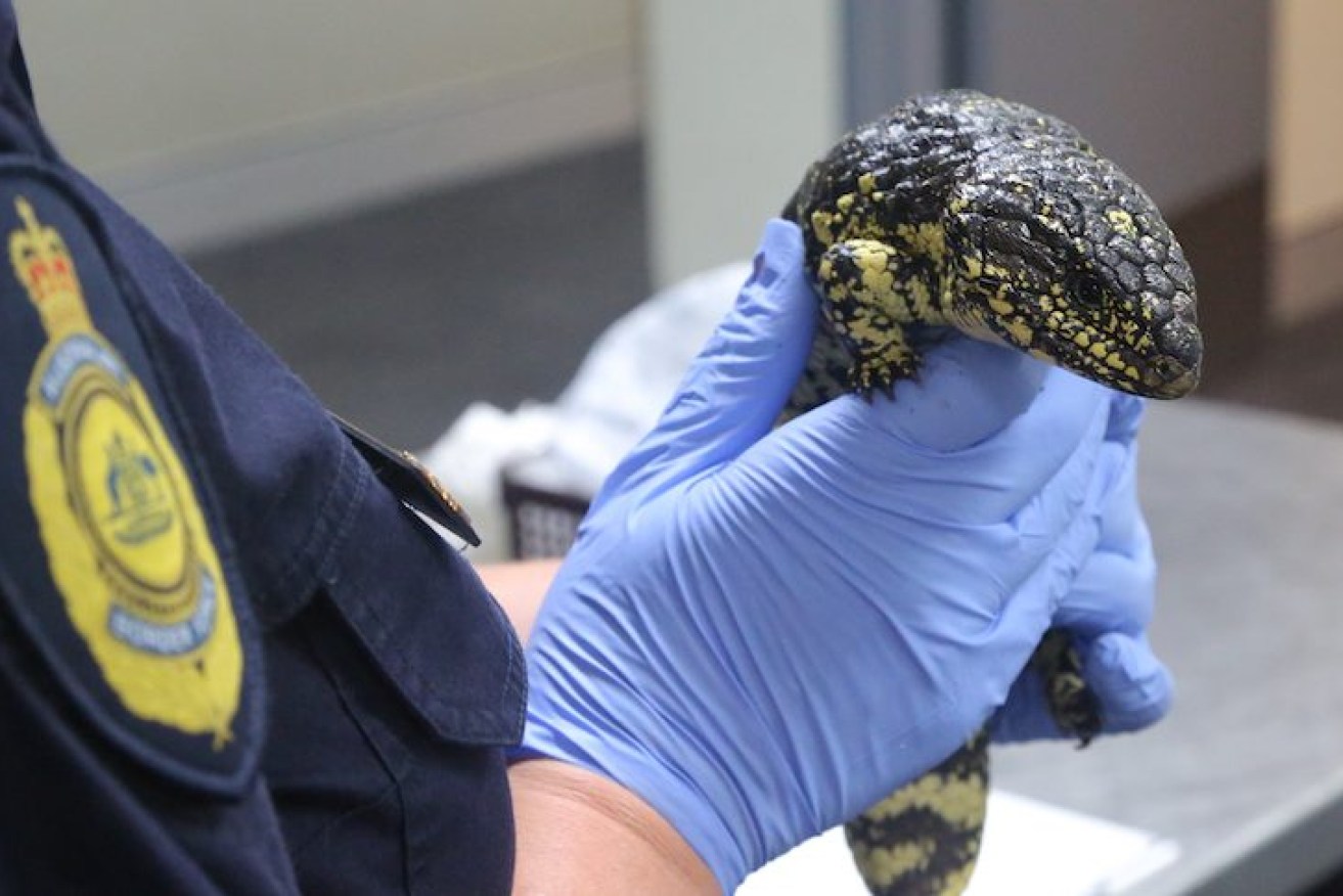Native shingleback lizards found in a passenger's luggage in 2019. A foreign traveller was charged. Photo: AAP/Australian Border Force