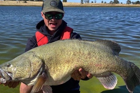 It’s a whopper: giant Murray cod in SA reservoirs